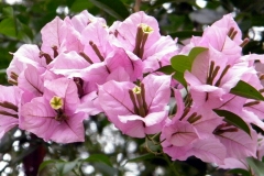 Paper flower - Bougainvillea spectabilis