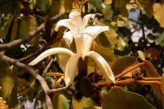 Flower from the Maple-Leafed Bayur Tree  - Pterospermum acerifolium