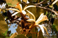 Flower and seeds from the Maple-Leafed Bayur Tree  - Pterospermum acerifolium