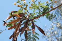 White leadtree - Leucaena leucocephala