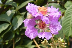 Pride of India - Lagerstroemia speciosa