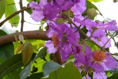 Pride of India - Lagerstroemia speciosa