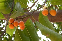 Maulsari or Indian medlar - Mimusops elengi