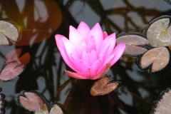 Indian Lotus - Nelumbo nucifera