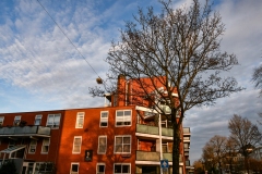 Nicolaas Beetsplantsoen - Borgerbuurt, Ou-West, Amsterdam (11-1-2022)