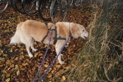 Dinah eet gras - Bilderdijkkade, Oud-West, Amsterdam (26-10-2021)