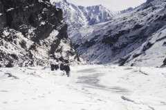 Ladakh  (1999)- Bevroren Zanskar rivier (7)