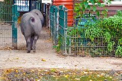 Gascogne varken - Landje van Ome Kick - Zimmerterrein, Oud-West, Amsterdam (11 september 2023)