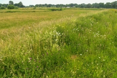 Landschap bij Sint Michielsgestel (5-6-2022)