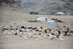 Changtang nomads - Manali-Leh Highway (juli 2017)