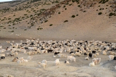 Changtang nomads - Manali-Leh Highway (juli 2017)