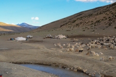 Changtang nomads - Manali-Leh Highway (juli 2017)