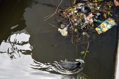 Meerkoetfamilie - Jacob van Lennepkanaal, Amsterdam (19 mei 2022, 15 uur)