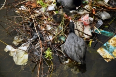 Meerkoetfamilie - Jacob van Lennepkanaal, Amsterdam (19 mei 2022, 15 uur)