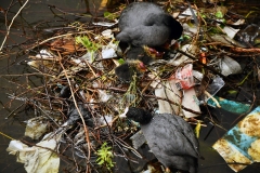 Meerkoetfamilie - Jacob van Lennepkanaal, Amsterdam (19 mei 2022, 15 uur)