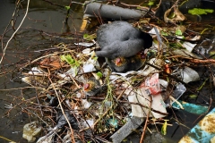 Meerkoetfamilie - Jacob van Lennepkanaal, Amsterdam (19 mei 2022, 15 uur)