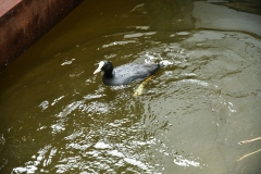 Meerkoetfamilie - Jacob van Lennepkanaal, Amsterdam (19 mei 2022, 15 uur)