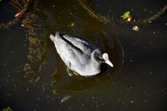 Meerkoetfamilie - Jacob van Lennepkanaal, Amsterdam (21 mei 2022, 8 uur)