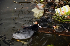 Meerkoetfamilie - Jacob van Lennepkanaal, Amsterdam (21 mei 2022, 8 uur)