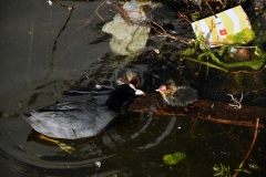 Meerkoetfamilie - Jacob van Lennepkanaal, Amsterdam (21 mei 2022, 8 uur)