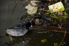 Meerkoetfamilie - Jacob van Lennepkanaal, Amsterdam (21 mei 2022, 8 uur)