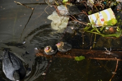 Meerkoetfamilie - Jacob van Lennepkanaal, Amsterdam (21 mei 2022, 8 uur)