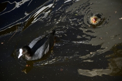 Meerkoetfamilie - Jacob van Lennepkanaal, Amsterdam (21 mei 2022, 8 uur)