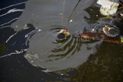 Meerkoetfamilie - Jacob van Lennepkanaal, Amsterdam (21 mei 2022, 8 uur)