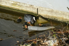 Meerkoetfamilie - Jacob van Lennepkanaal, Amsterdam (22 mei 2022, 8 uur 20)