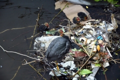 Meerkoetfamilie - Jacob van Lennepkanaal, Amsterdam (24 mei 2022, 15 uur)