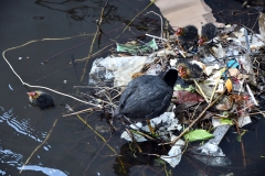 Meerkoetfamilie - Jacob van Lennepkanaal, Amsterdam (24 mei 2022, 15 uur)