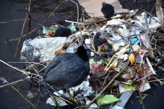 Meerkoetfamilie - Jacob van Lennepkanaal, Amsterdam (24 mei 2022, 15 uur)