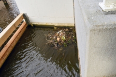 Meerkoetfamilie - Jacob van Lennepkanaal, Amsterdam (27 mei 2022, 8 uur)