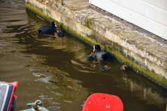 Meerkoetfamilie - Jacob van Lennepkanaal, Amsterdam (27 mei 2022, 8 uur)