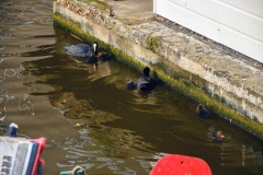 Meerkoetfamilie - Jacob van Lennepkanaal, Amsterdam (27 mei 2022, 8 uur)