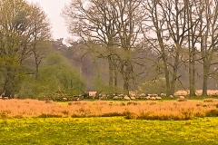 Nationaal park Dwingelerveld - Drenthe (28 April 2023)