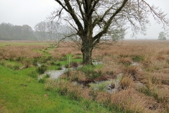 Nationaal park Dwingelerveld - Drenthe (28 April 2023)