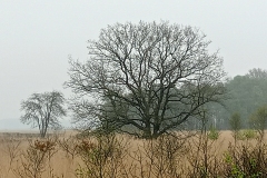 Nationaal park Dwingelerveld - Drenthe (28 April 2023)