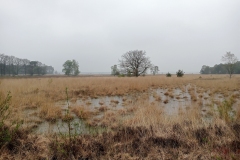 Nationaal park Dwingelerveld - Drenthe (28 April 2023)