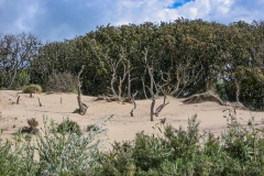 Nationaal Park Zuid-Kennemerland (12 september 2004)