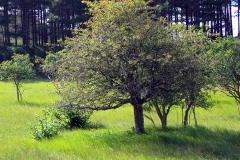 Nationaal Park Zuid-Kennemerland (12 september 2004)