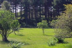 Nationaal Park Zuid-Kennemerland (12 september 2004)