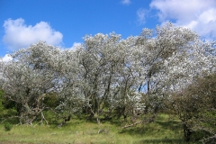 Nationaal Park Zuid-Kennemerland (12 september 2004)