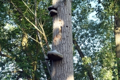 Natuurgebied Haenwijk - Sint Michielsgestel (21-8-2022)