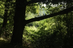 Natuurgebied Haenwijk - Sint Michielsgestel (21-8-2022)