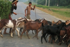 Onderweg in Nepal - vanaf Mahendranagar (9-10-2006)