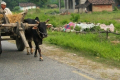 Onderweg in Nepal - vanaf Mahendranagar (9-10-2006)