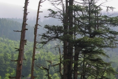 Manali, Himachal Pradesh (31 mei 2011)