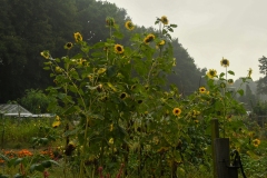 Groente en bloementuinen - Schuilenburg - Sint-Michielsgestel, Brabant (19-8-2022)