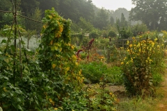 Groente en bloementuinen - Schuilenburg - Sint-Michielsgestel, Brabant (19-8-2022)